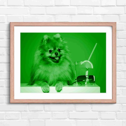 Cute fluffy brown pomeranian - cute,