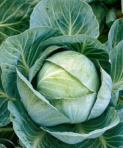 Cabbage kilazol 20 - f1,