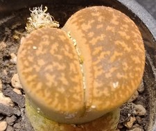 Succulent |Lithops gesinae v
