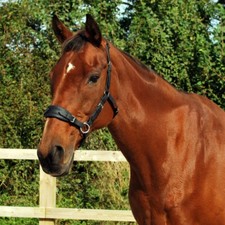 Sidepull Bitless Bridle (Full