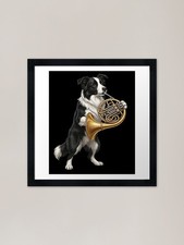 Border Collie Playing French