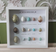 Replica birds eggs - replica, all
