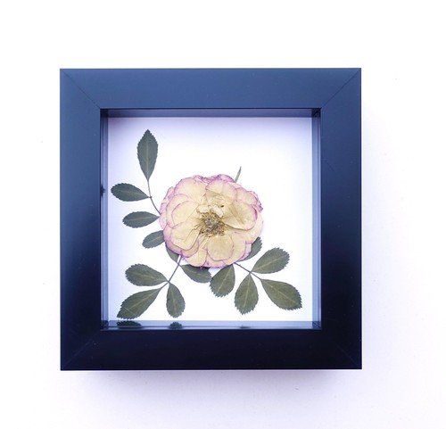 Framed dried pink rose - , art