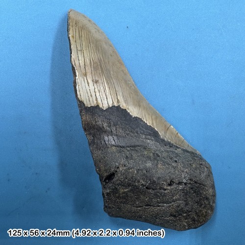 Authentic carcharodon - authentic,
