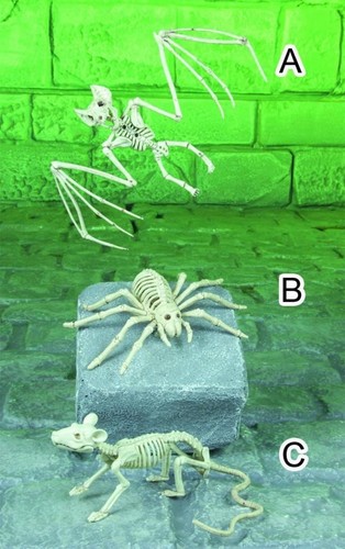 Rat animal skeleton decoration - animal,