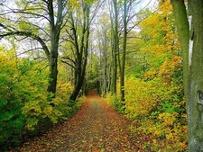 WOODLAND FOREST TREES PATH
