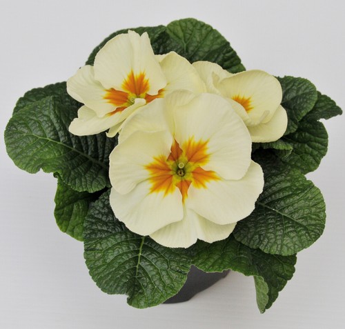 Cream primrose primula - cream,