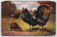 White Crested Polish Chickens Postcard 1909 Roachdale Indiana IN Postmark D27