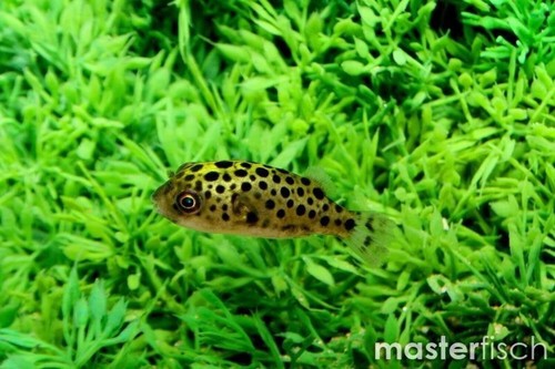 Pack leopard puffer - leopard,