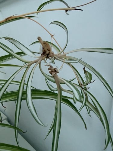 Baby spider plants - plants, with