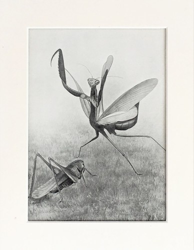 Praying mantis 1920s mounted - praying,