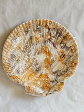 ANTIQUE WEDGWOOD MOONLIGHT LUSTRE QUEENS WARE SCALLOP SHELL PLATE (B)