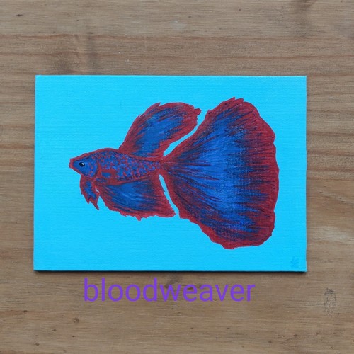 Betta tropical fish - , red