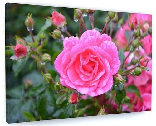 Pink rose flower - rose, canvas