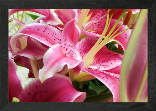 Stargazer lily framed wall - stargazer,