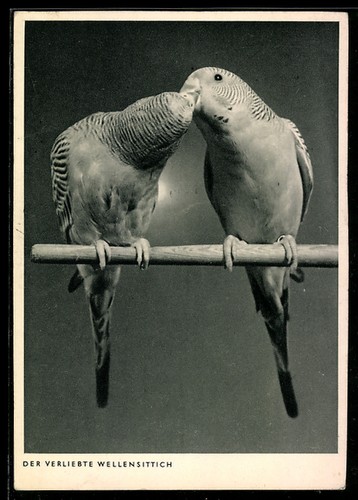 The budgie love - the, in