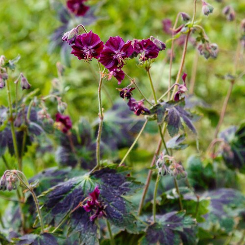 Geranium samobor real outdoor - samobor,