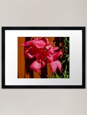 Calla Lily Framed Art Print