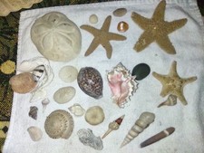 Lot Of 30+Sea Shells