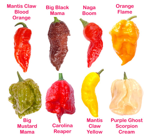 Worlds hottest chilli - chilli,