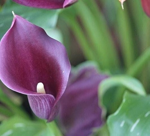 Accent zantedeschia calla - 1,