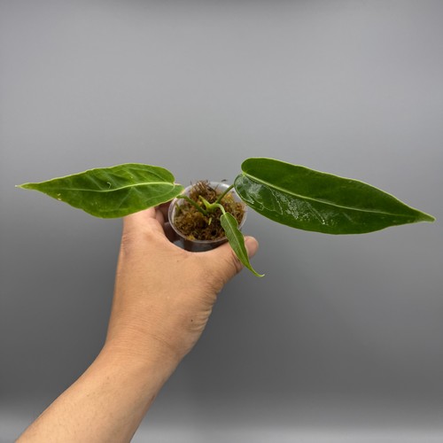 Anthurium warocqueanum queen - warocqueanum,