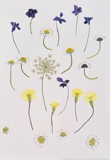 Pressed Dried Wild Flowers x