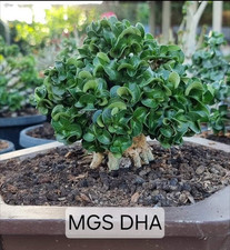 3x Desert Rose/Adenium DHA MGS