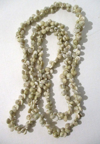 Vintage tropical sea - sea, snail