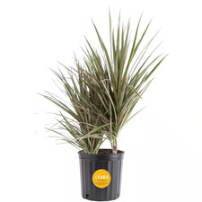 Marginata Bush Indoor Plant in