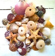 50 Assorted Mixed Seashells 2 Starfish 4 Urchins Quality Shell Selection