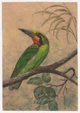Fr. Siedler - Mid 20th Century Watercolour, Black-Banded Barbet