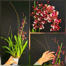 XXL Oncidium Sharry Baby