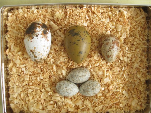 Reproduction birds eggs - eggs, (6)
