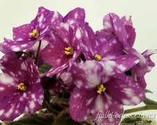 Violet.  Rivermist Calypso