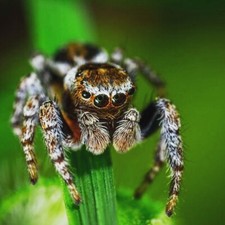 Live Bioactive -Small- Terrarium Vivarium Spider Scorpion Millipede Decor Kit