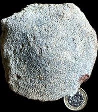 SILURIAN FOSSIL TABULATE CORAL - Favosites gothlandicus – WENLOCK LIMESTONE, UK.