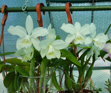 Fragrant Cattleya Hawaiian