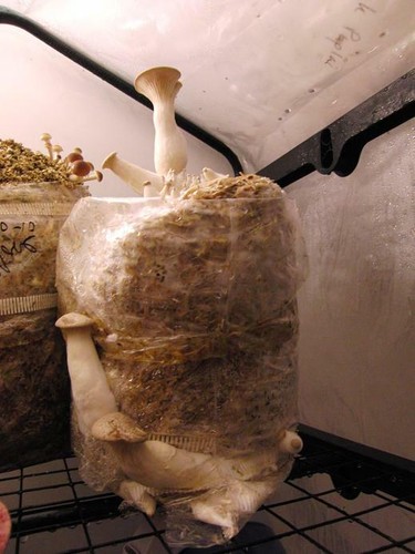 Mushroom spawn seed king - spawn,