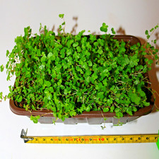 Mind your own business Babys Tears Soleirolia soleirolii Punnets Half Seed Trays