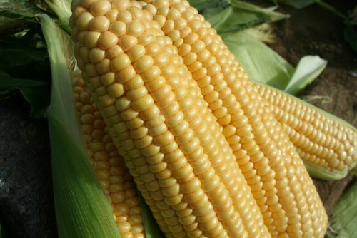 Sweet corn sweetcorn goldcrest - sweet,