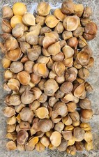 Buy 10 get 10 free x Elephant Garlic Corms-Crop Genuine Elephant Garlic UK