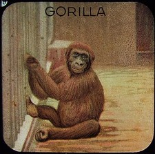 Glass Magic Lantern Slide A