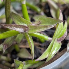 Callisia micrantha x1 Cutting