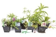 Lincolnshire Pond Plants