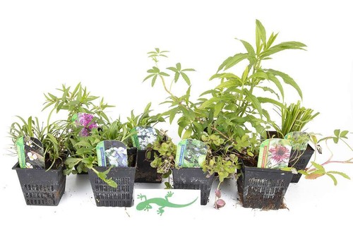Lincolnshire pond plants - pond,