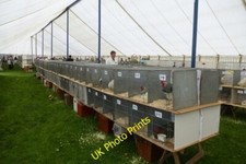 Photo 6x4 Poultry tent South