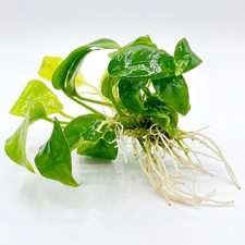 Anubias nana gold live - nana,