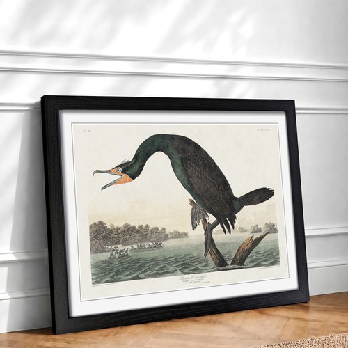 Florida cormorant bird flowers - cormorant,