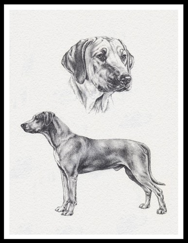Rhodesian ridgeback lovely - ridgeback, dog